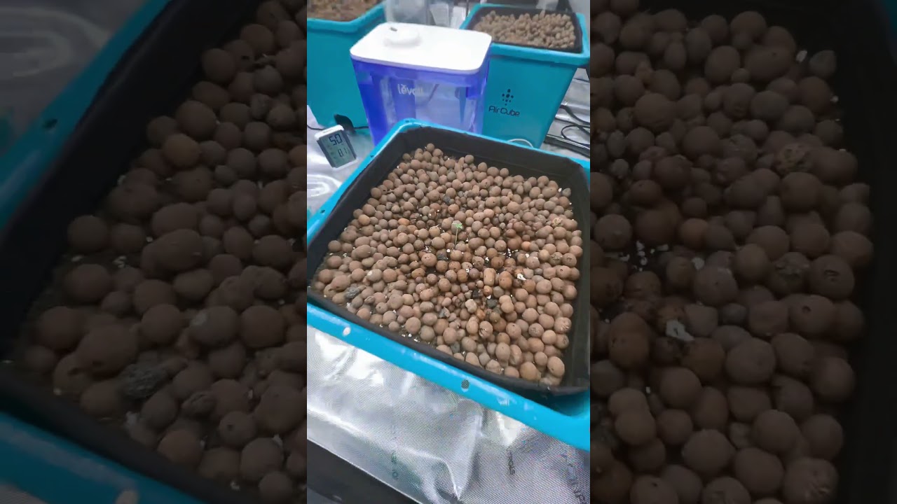 Start of a New Life - Cannabis Indoor grow - Hydroponics Acegrow #hydroponics #indoor #cannabis