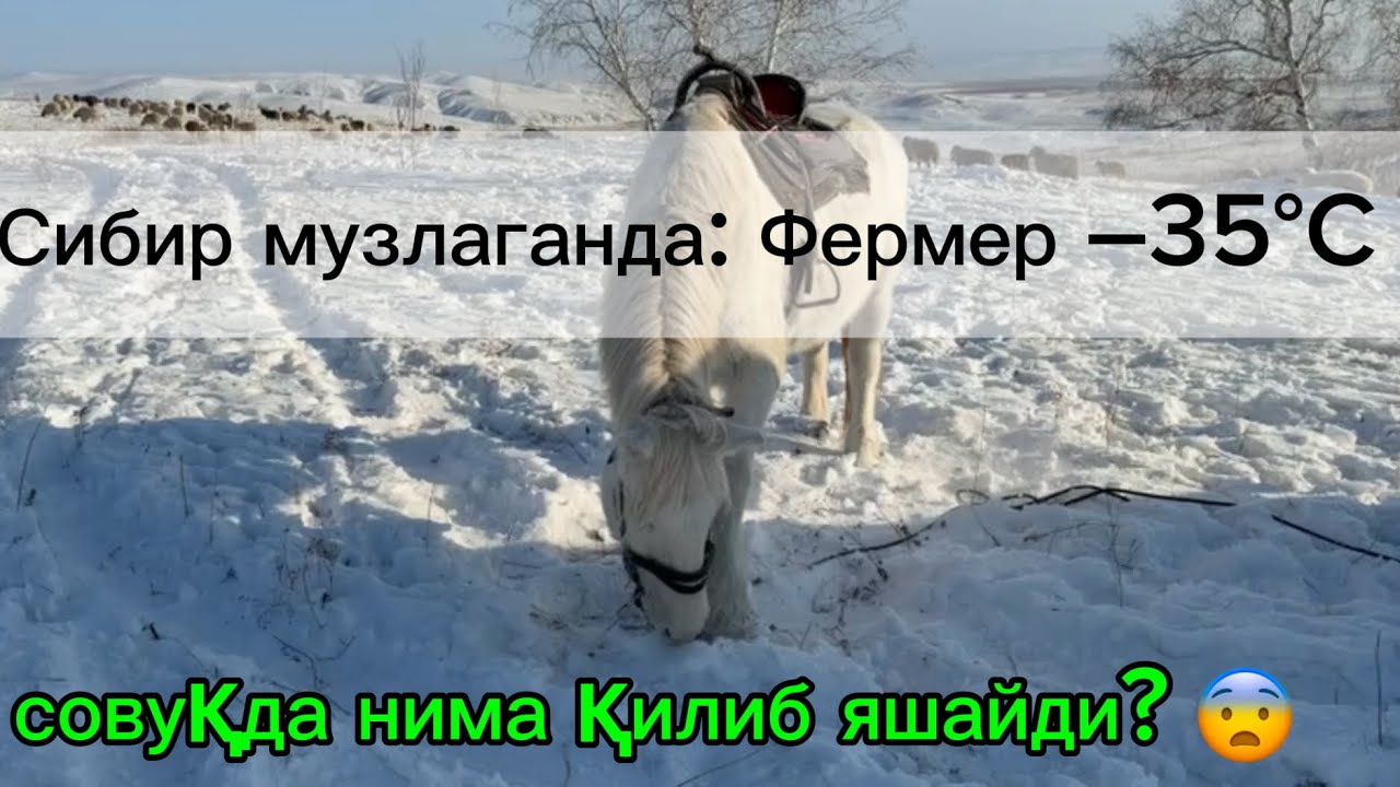 Сибирда –35°C: Фермерлик ҳаёти ва қаттиқ совуқда мехнат#рекомендация #узбекистан #россия #фермер 