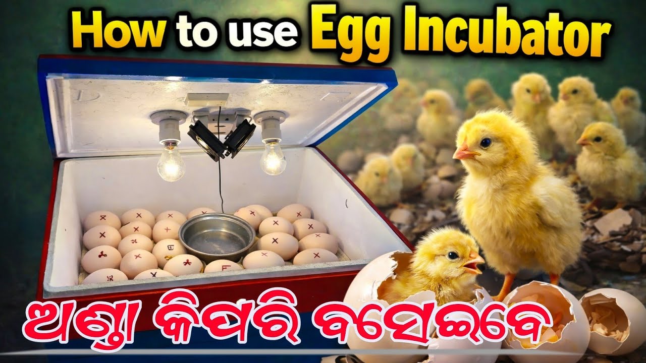 ଅଣ୍ଡା ଫୁଟା ମେସିନ୍ କିପରି ବ୍ୟବହାର କରିବେ 🐣 // Egg Incubator Price in Odisha #incubator #egghatching 