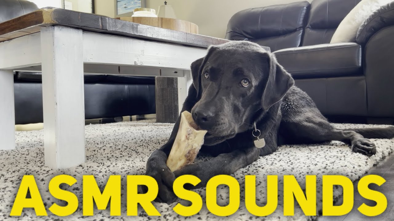 LOUD CRUNCHING | ASMR Dog Eating Bone Marrow | Black Lab