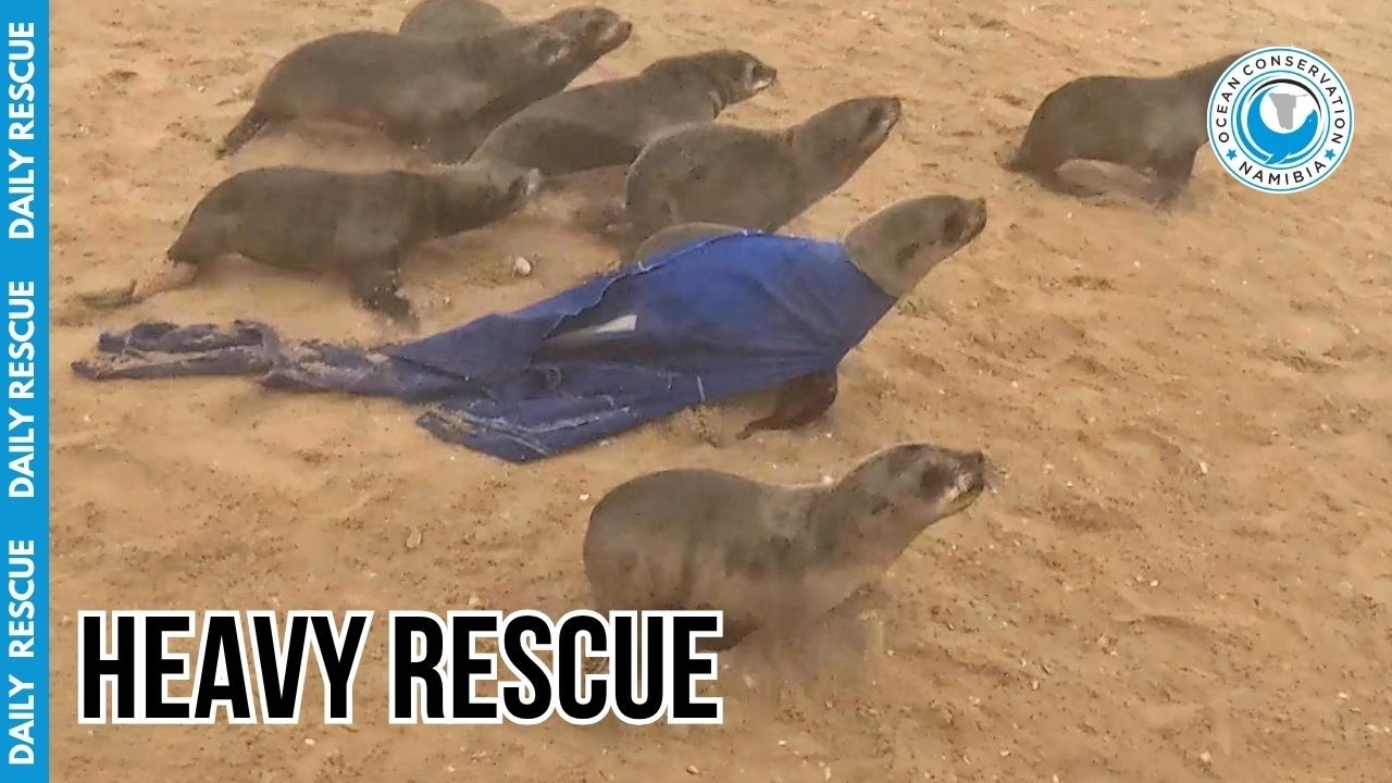 A Ghost in Blue: The Discarded PPE Trapping Our Seals
