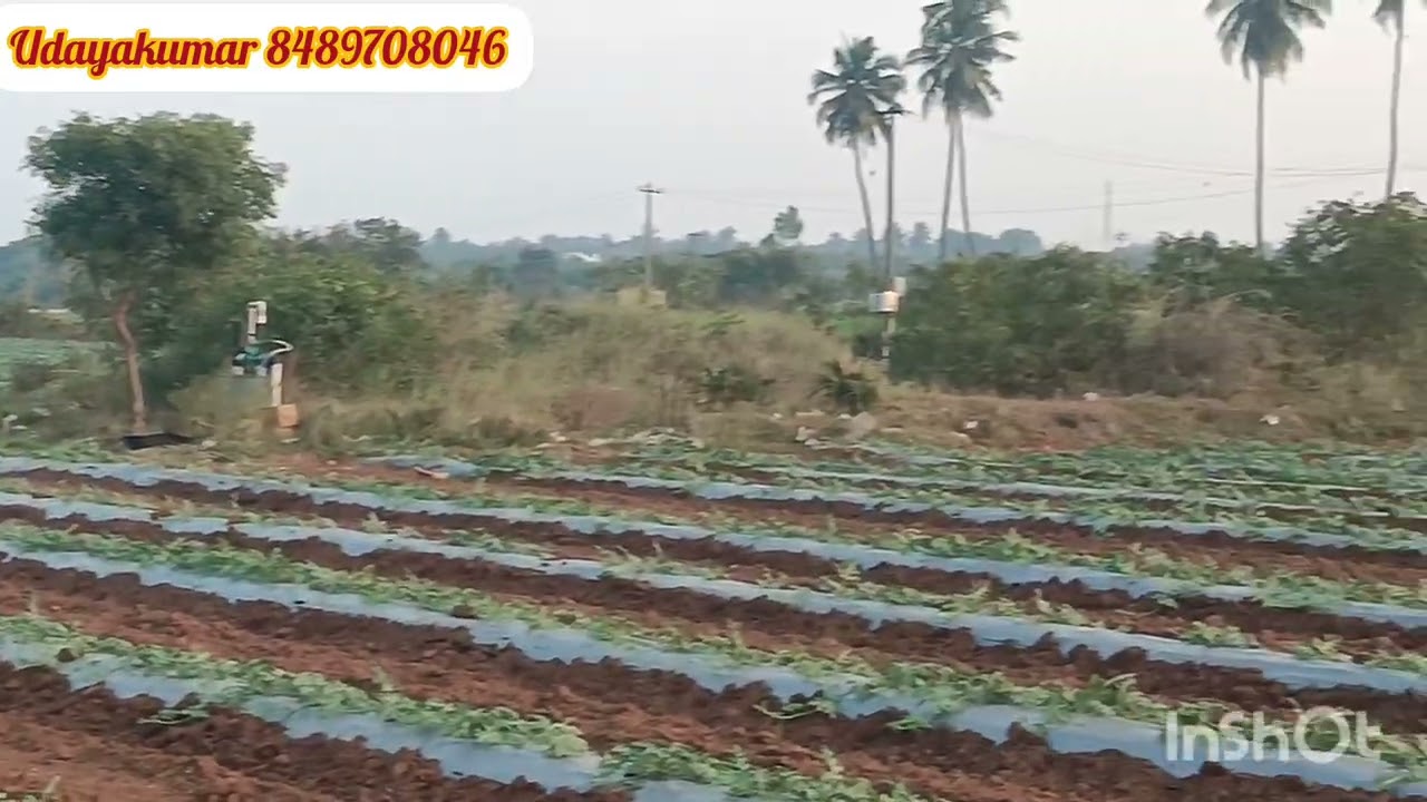 வந்தவாசி வட்டம் திருவண்ணாமலை மாவட்டம் மருதாடு இருந்து 7கிமீ 12 ஏக்கர் 60 சென்ட் ஒரு சென்டு 30,000