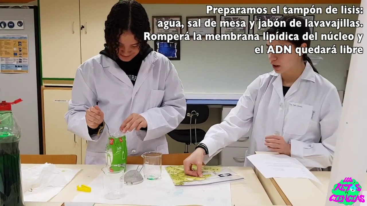 Extracción de ADN de kiwi