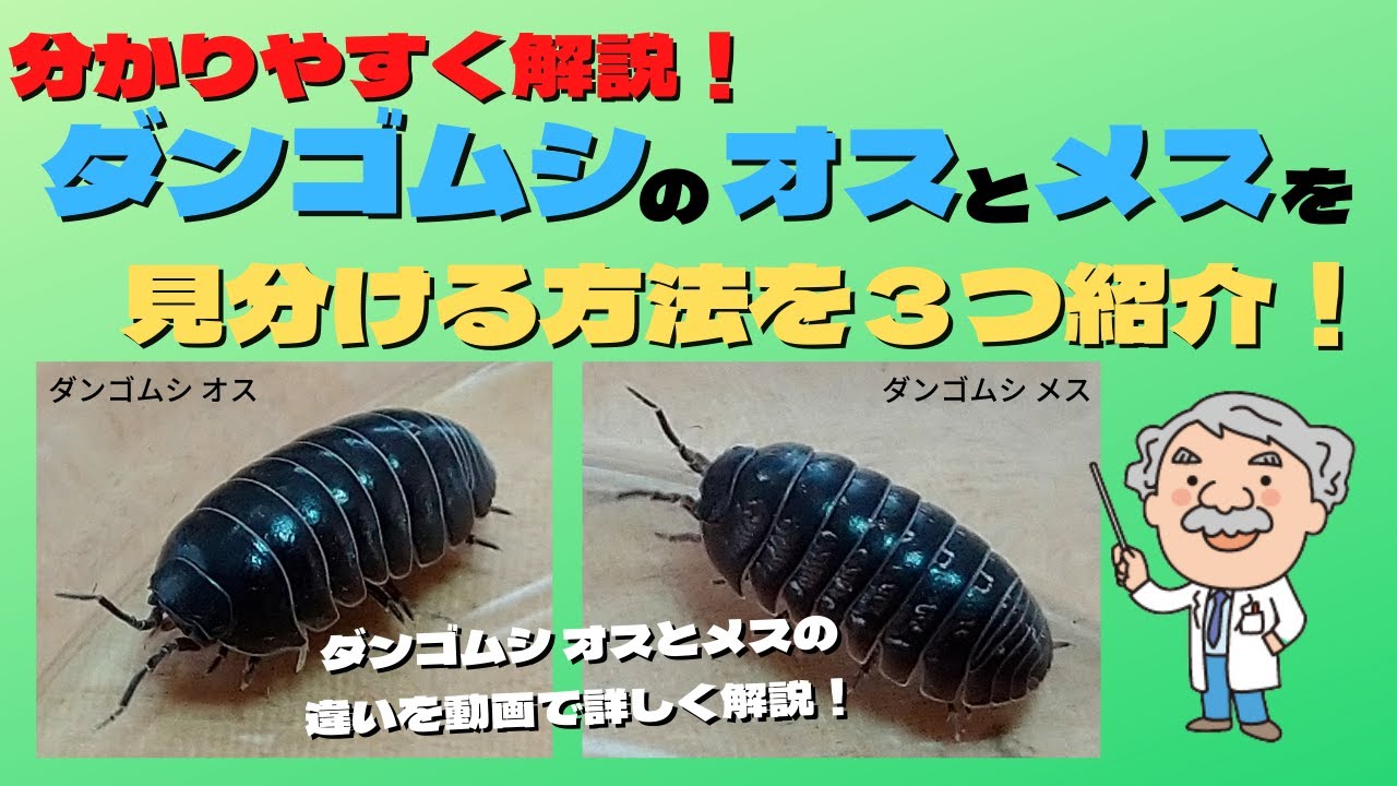 ダンゴムシ オスとメスの見分け方 簡単な見分け方や確実な見分け方を３つ解説！