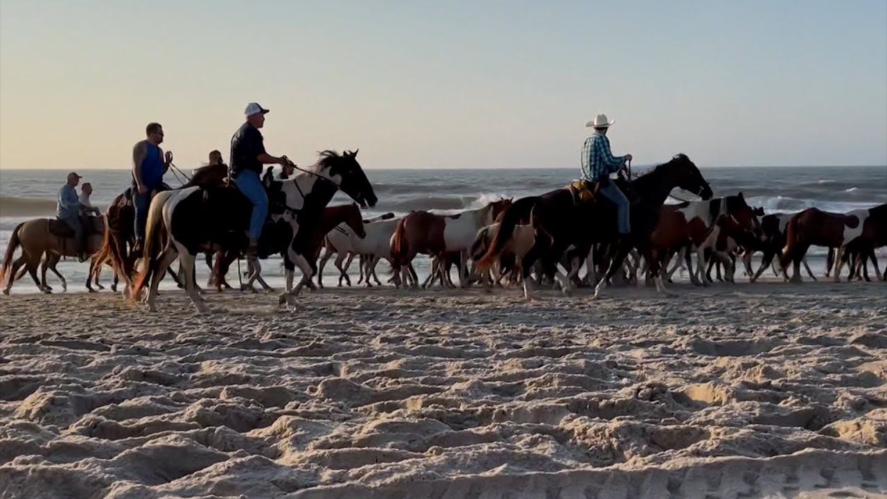 Chincoteague Pony Penning Week: The Arrival & The Beach Walk