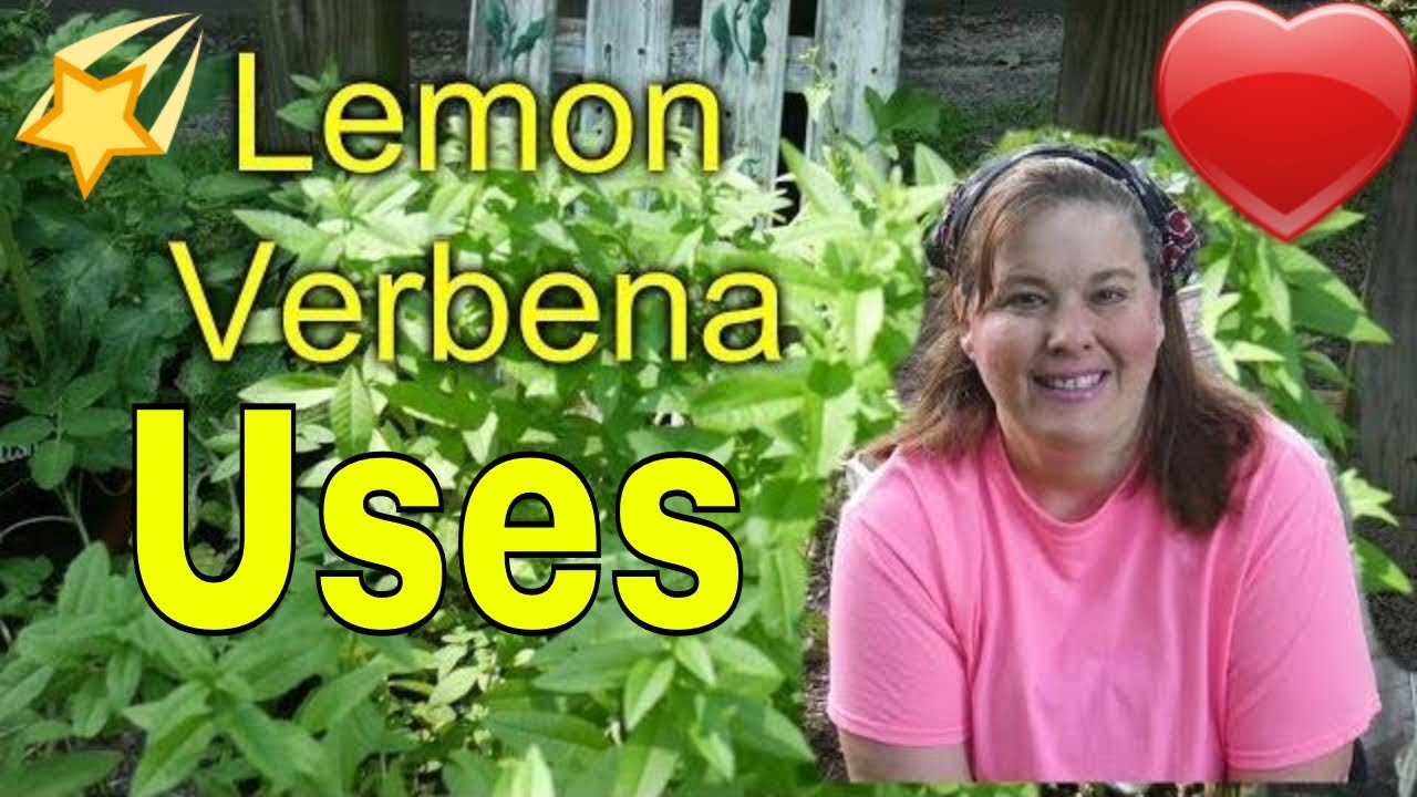 Uncovering the Shocking Benefits of Lemon Verbena and What to Do With it!