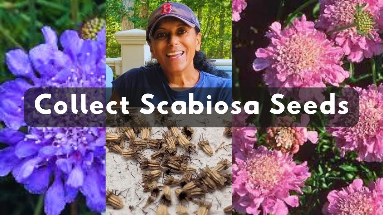 How To Collect & Store Scabiosa Seeds | Harvest Pincushion Flower Seeds & Grow Plants