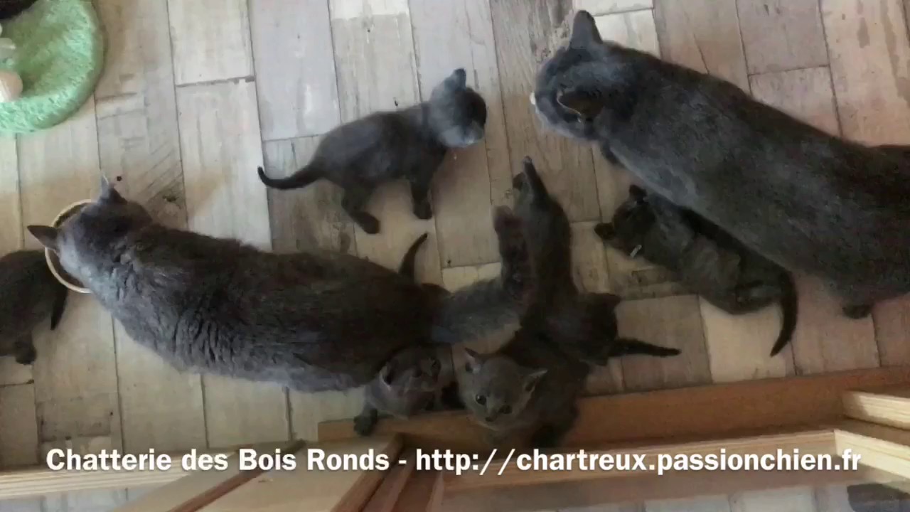 Chatons chartreux LOOF 1 mois