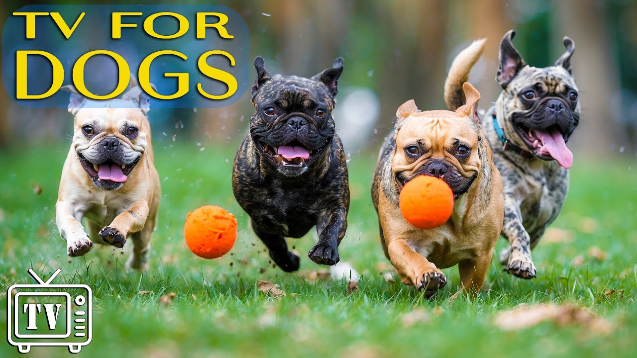 Best Video for Dogs with Anxiety: Dog TV & Fast-Boredom Busting Videos with Calming Music for Dogs