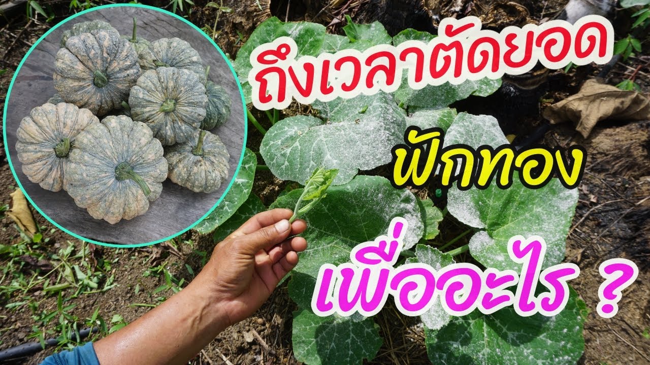ถึงเวลาตัดยอดฟักทอง ตัดเพื่ออะไร คลิปนี้มีคำตอบให้ครับ
