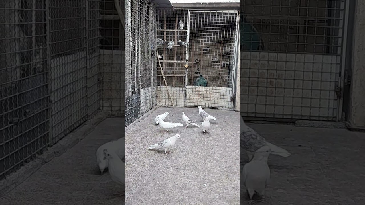 کبوتران مسابقات پرشی و گرو 