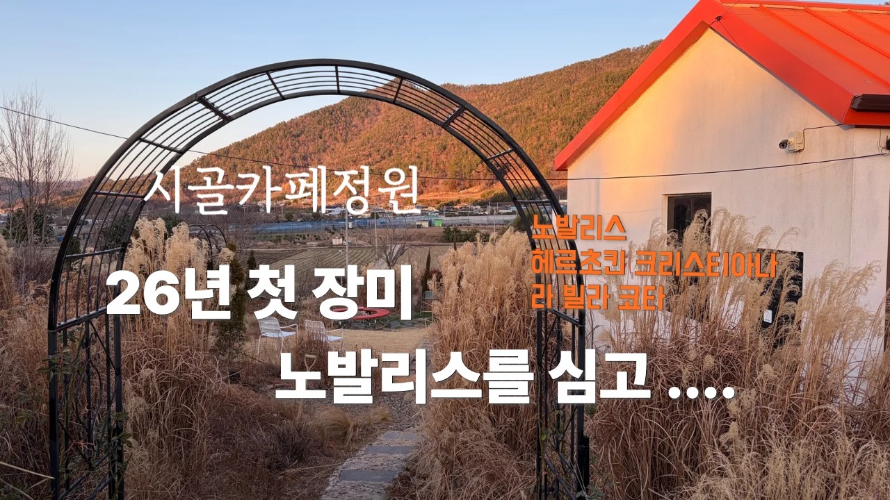 26년3월 첫 화단장미를 식재합니다 /노발리스/헤르초킨 크리스티아나/독일장미
