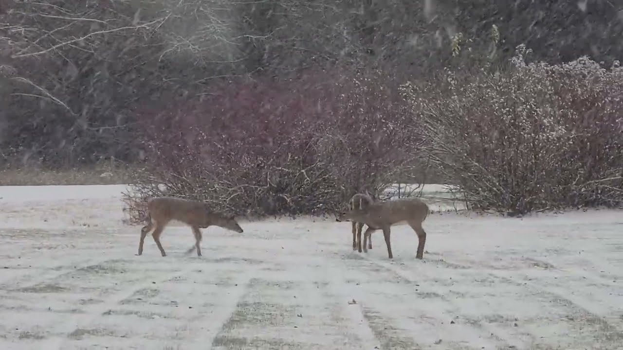 Little deer harasses the turkey on first measurable snow day ❄️🦌🦃