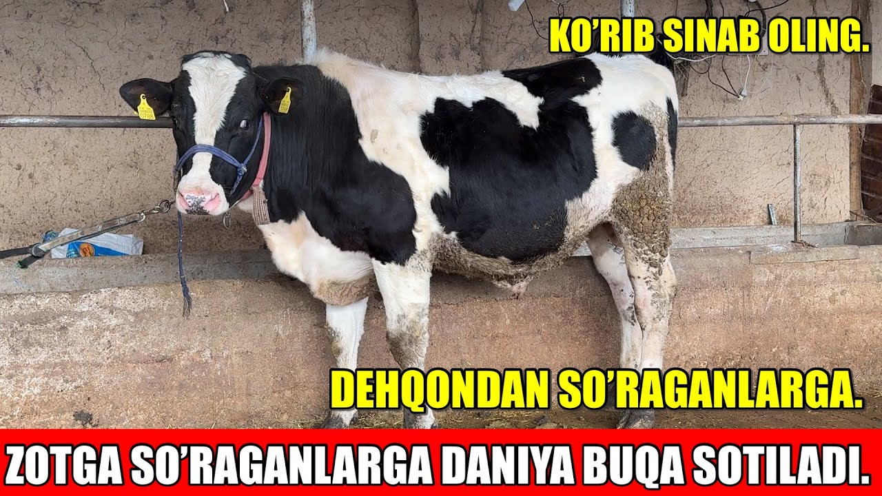 DEHQONDAN DANIYA BUQA SOTILADI.NARHLARI YO’LIDA.