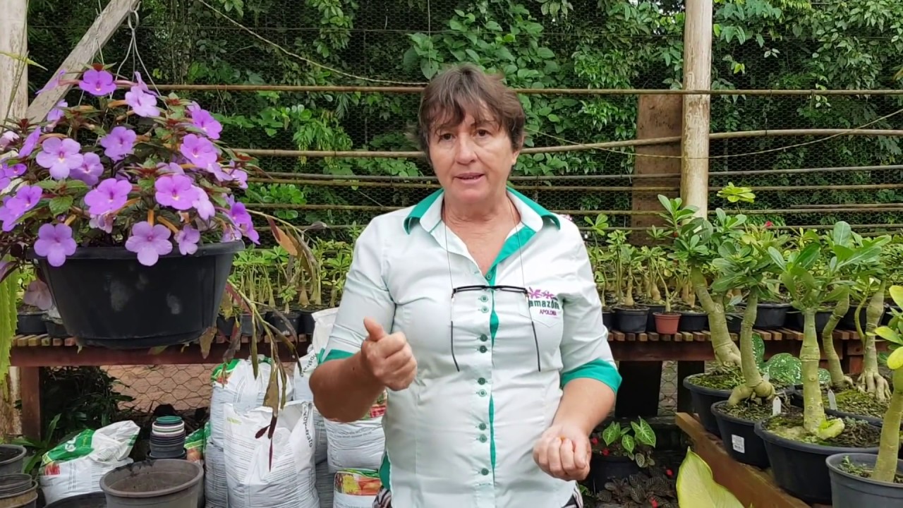 Tapete de Rainha: a beleza da Episcia. www.apoloniagrade.com.br