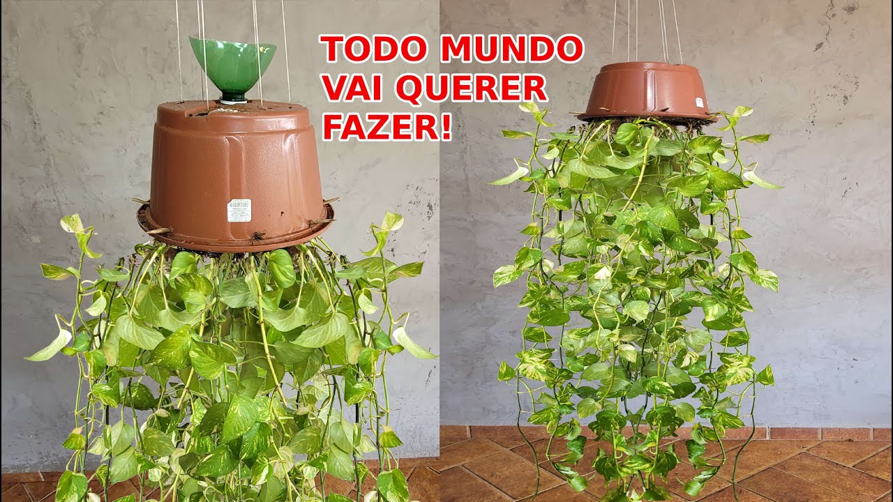 A Jiboia VAI ATÉ O CHÃO com esta dica EM POUCOS DIAS!