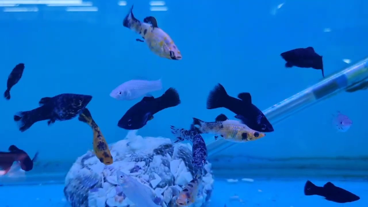 Local Fish Store Tour - Northern Aquatics, Bothasig