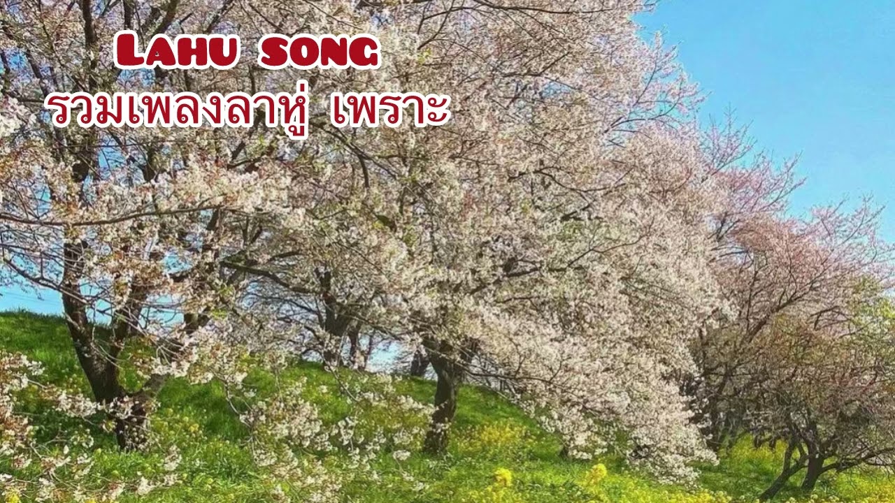 รวมเพลงลาหู่เพราะ | Lahu Love Song