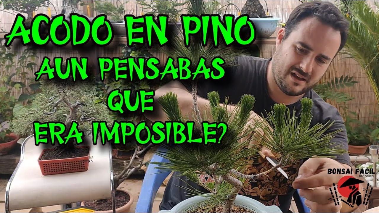 Como hacer acodo de pino Bonsai Facil