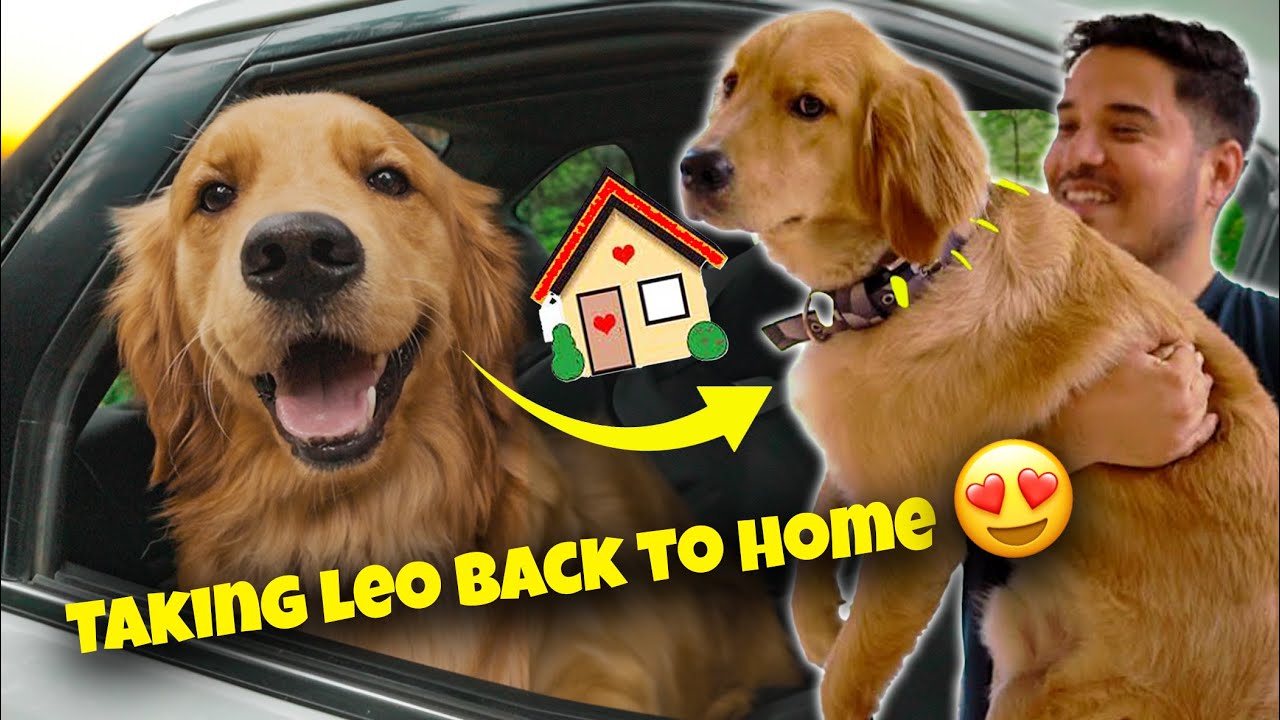 Taking Leo back to home on Deewali 🎉😍❤️ @THEHIMALAYANHUSKY