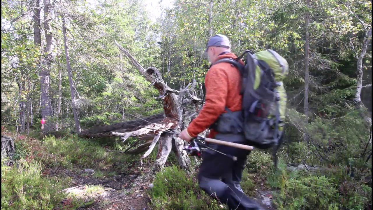 Med fiskestang i gammelskogen