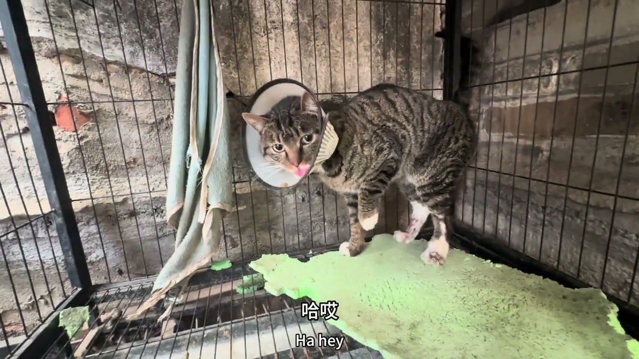 救助了一只生病的小猫