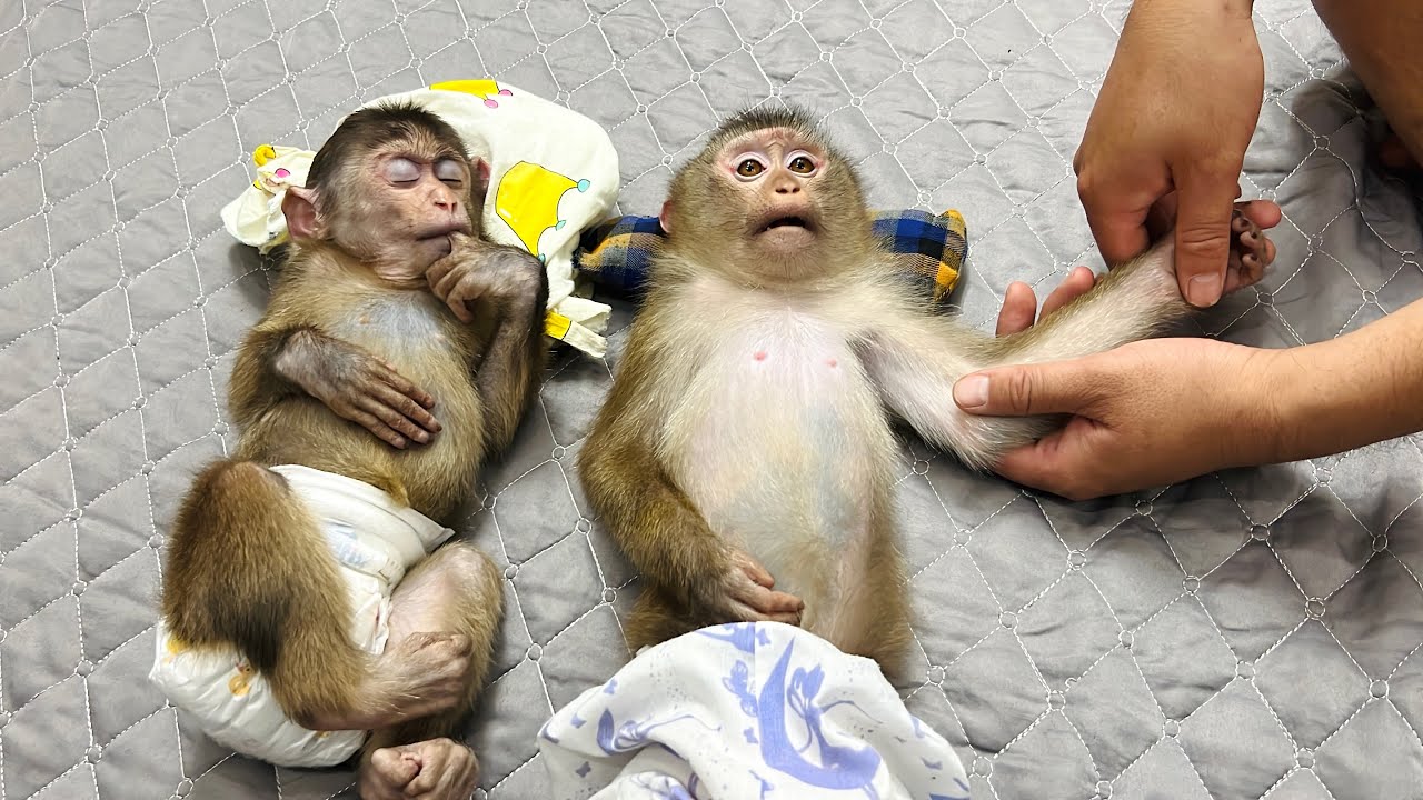 monkey Tina and monkey Xuka fell asleep while Uncle Tuan gave them a very cute massage.