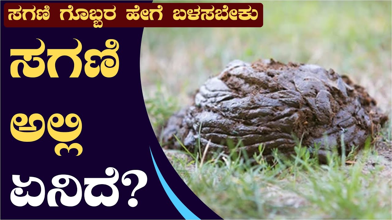 ಕೃಷಿಯಲ್ಲಿ ಸಗಣಿ ಗೊಬ್ಬರ ಬಳಸುವ ವಿಧಾನ ಹೇಗೆ?How to use cow dung in farm#cowdung#ಕೊಟ್ಟಿಗೆಗೊಬ್ಬರ#ಸಗಣಿಗೊಬ್ಬರ