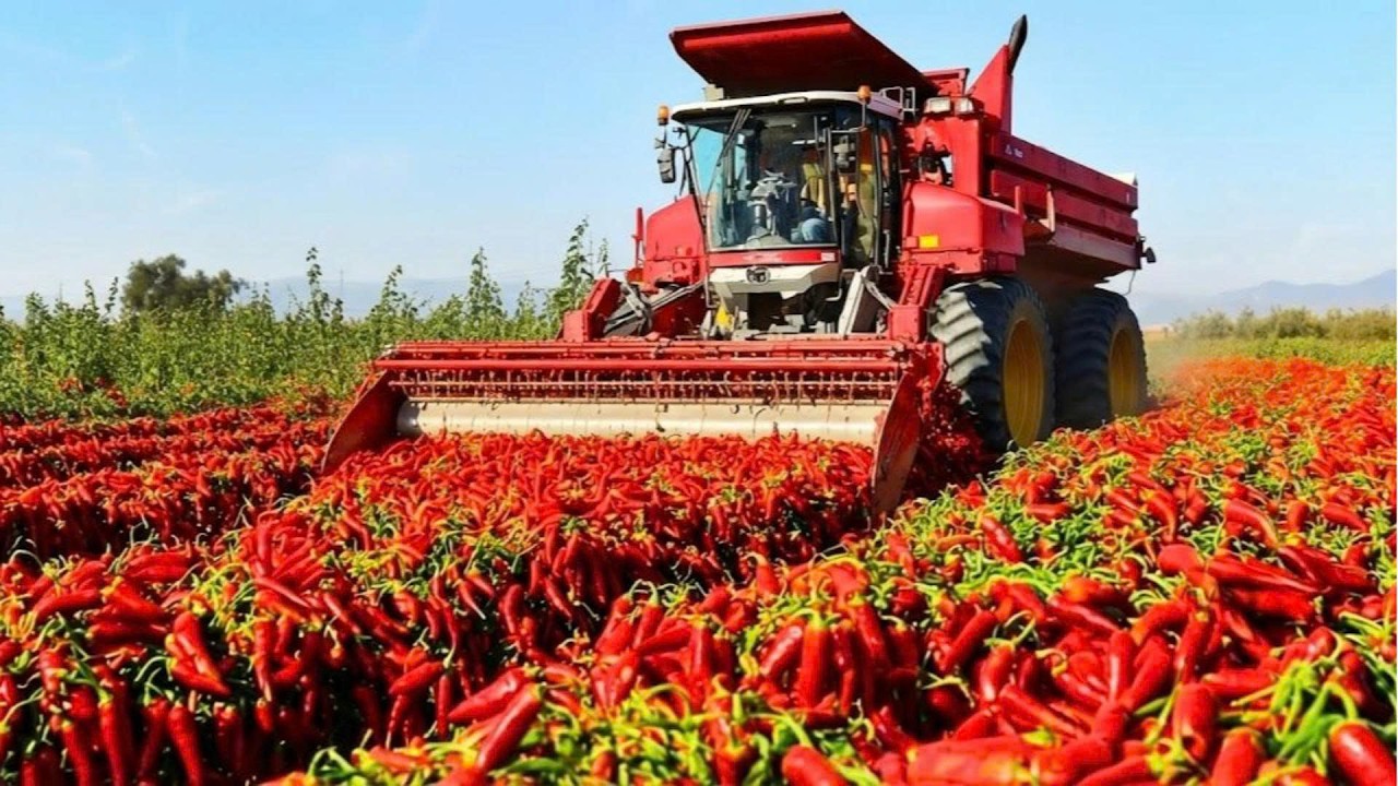How They Harvest 100,000 Tons Of Agricultural Products Every Day - Agricultural Harvesting