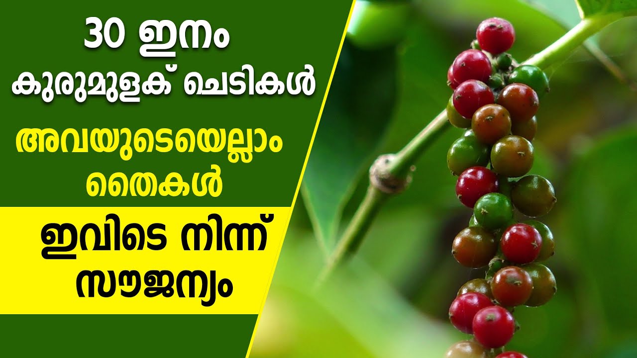 From Cultivation to Processing of blackPepper #blackpepper #agriculture