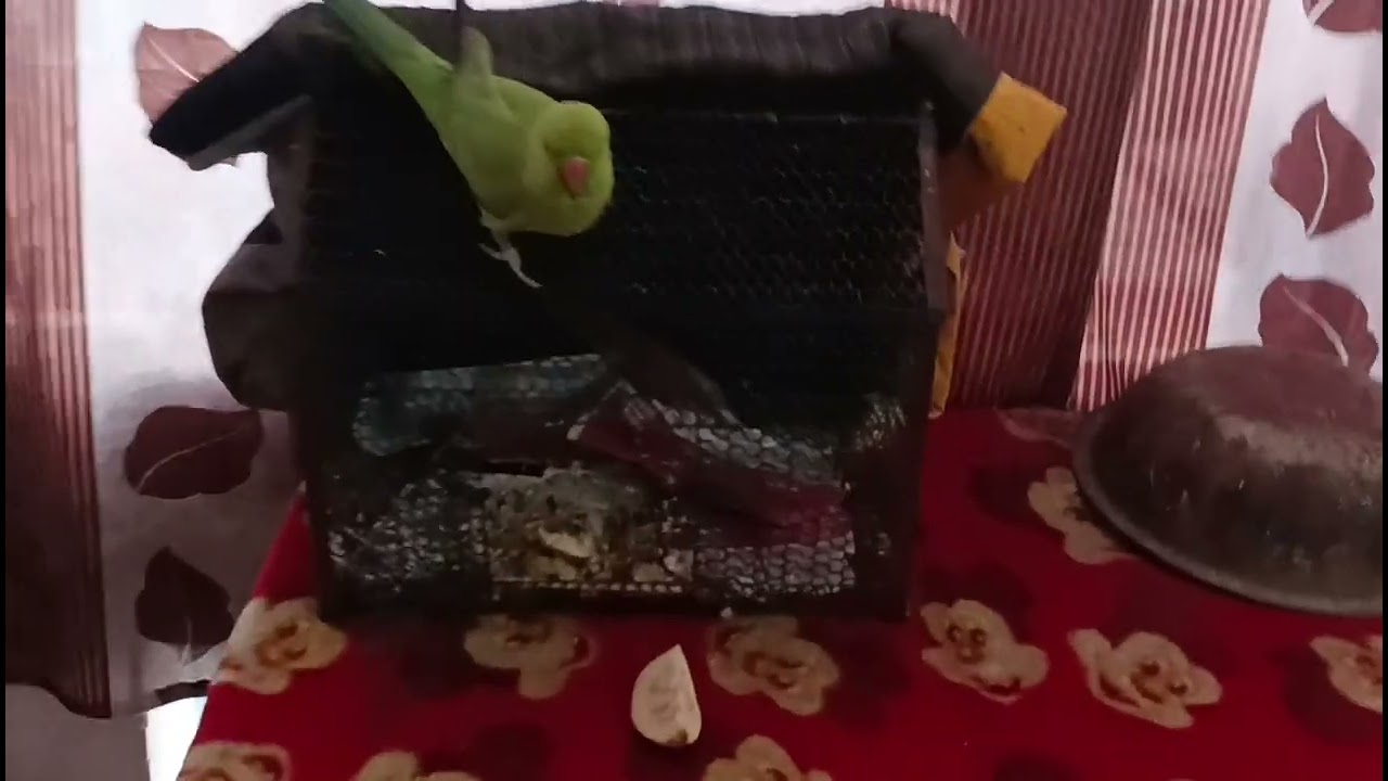 Aaj maine apne room ki safai kari#apne mitthu ke sath baten kari#video 
