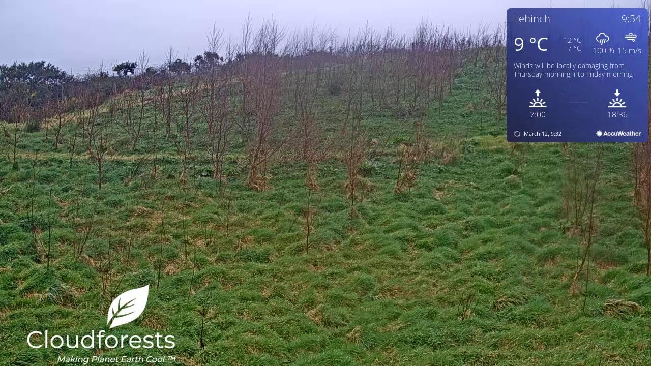 Native Woodland Gift Tree Grove From Cloudforest One Lahinch