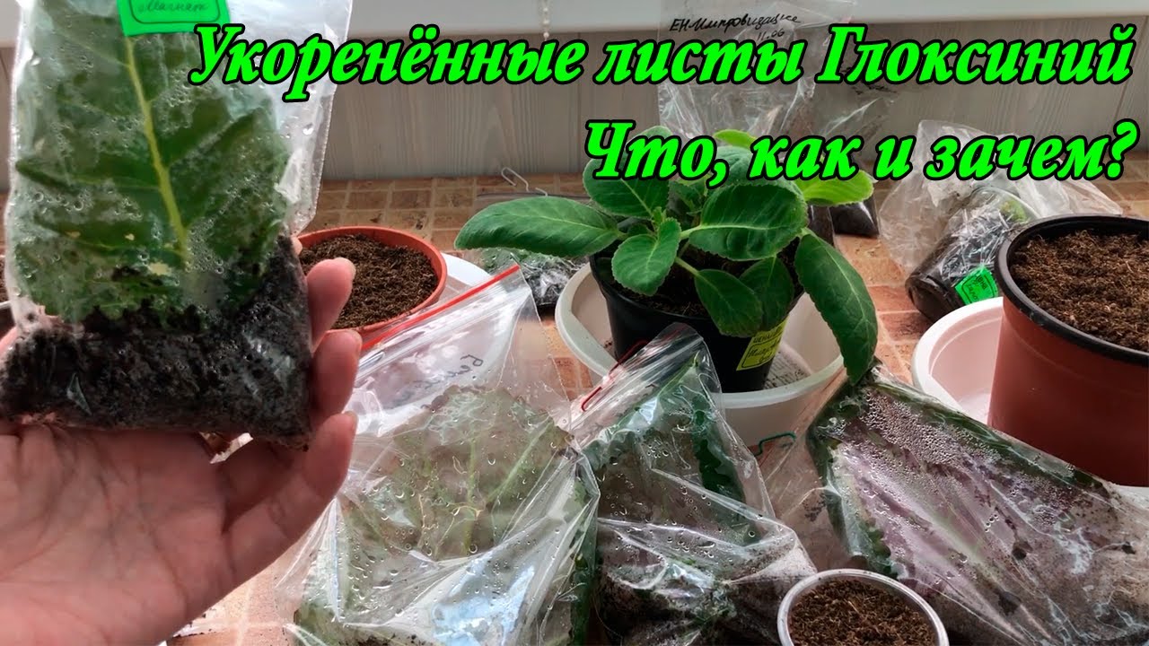 Что делать с укоренёнными листиками глоксиний? Ранние стадии, пересадка, появляются ростки.
