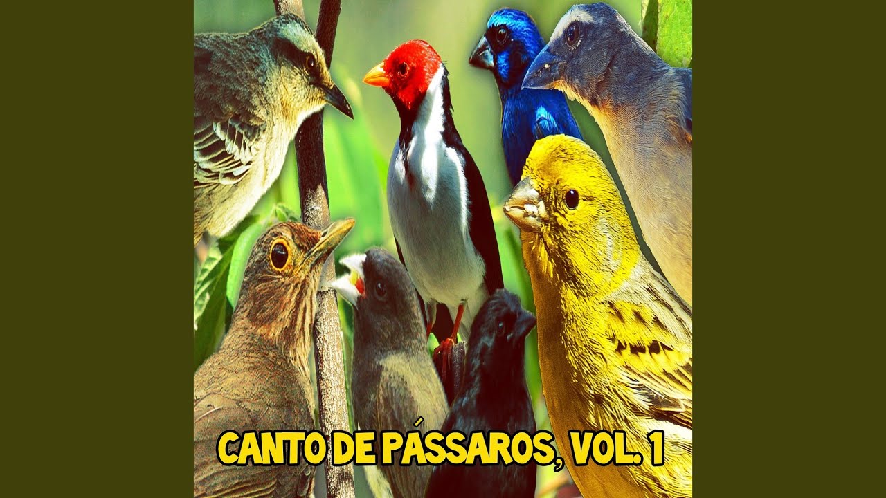 Coleiro Tui Tui 100% Limpo