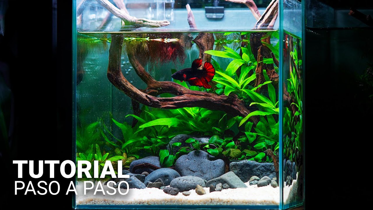 Acuario FÁCIL para BETTA VAMPIRO | Guía paso a paso