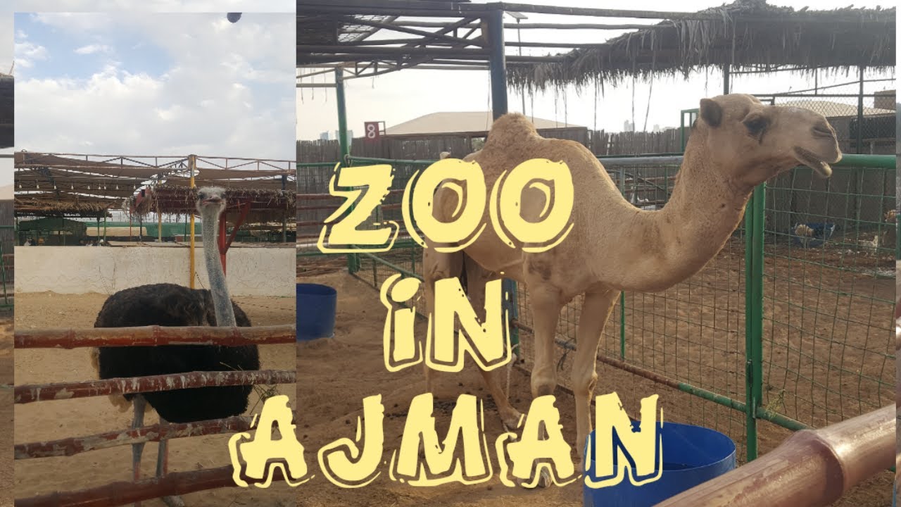 UAE PYGMY ZOO