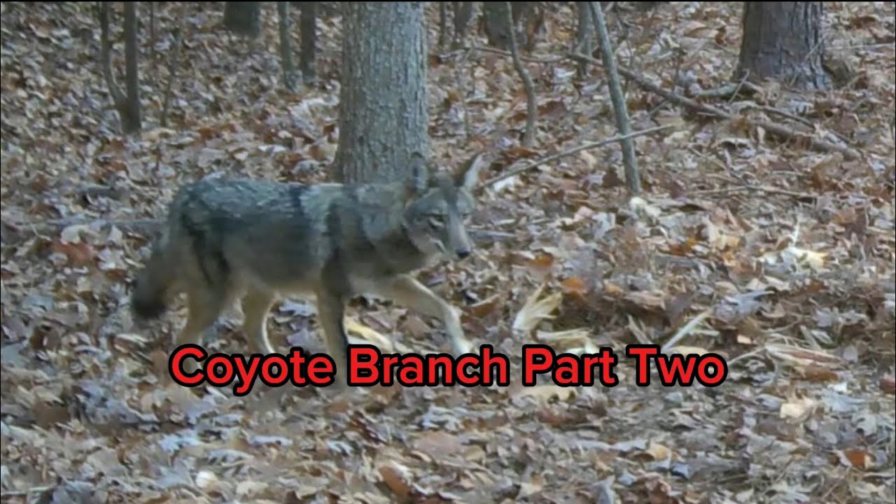 Artifact Hunting At Coyote Branch Part 2