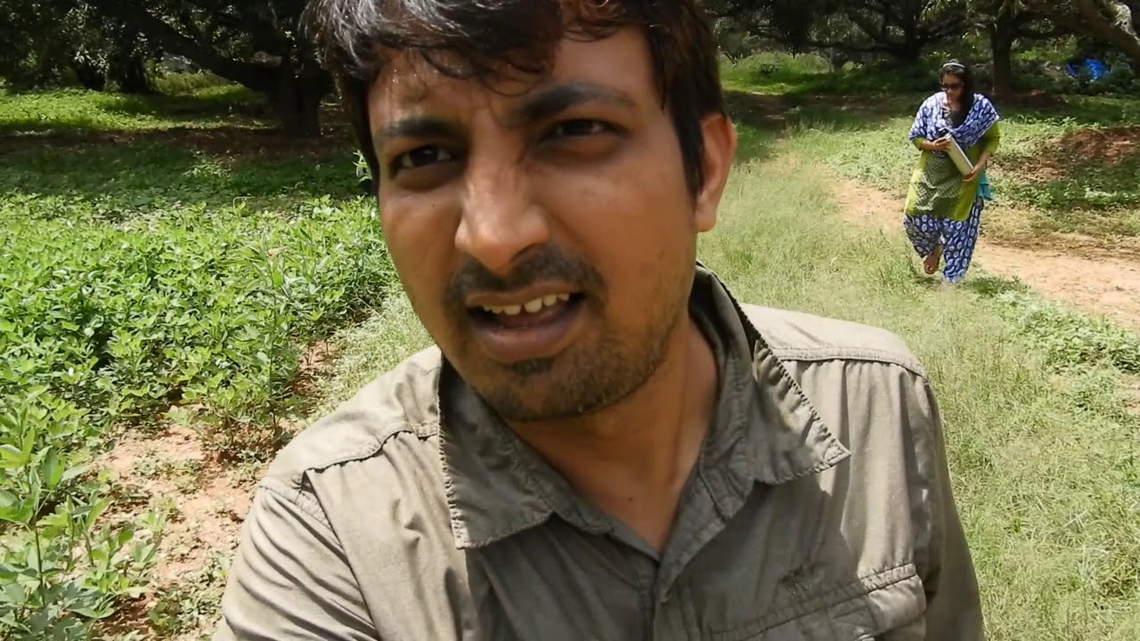 weeds mulching Experiment, Does it Works!