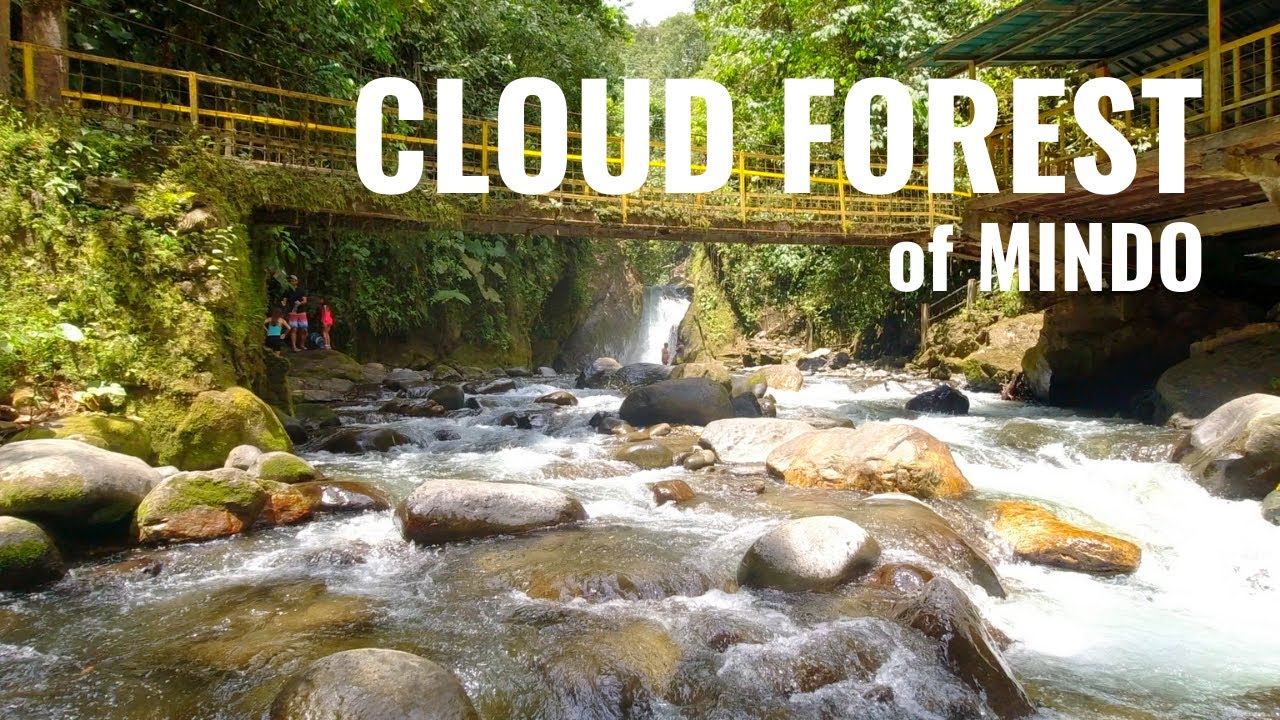 Above and below the CLOUD FOREST of Mindo  E C