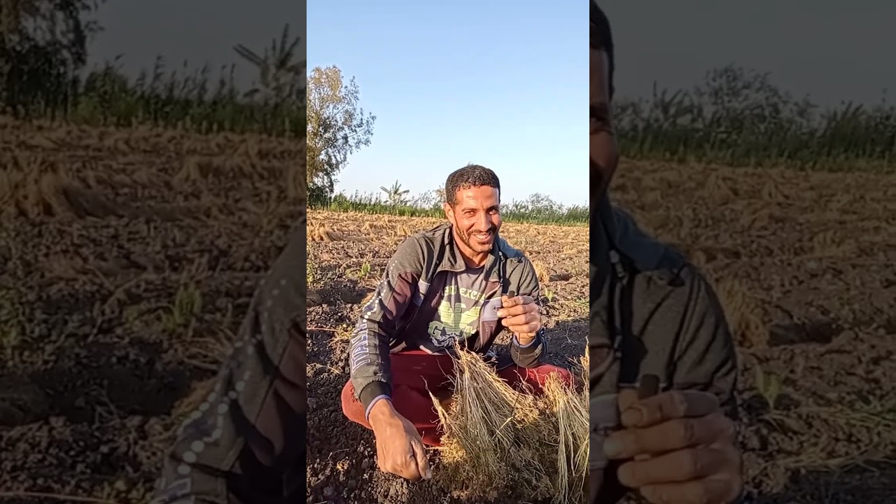 كنز كبير فوق الأرض.. نجاح تجربة زراعة الكمون في الأراضي الطينية في كفر الشيخ: الطن بـ350 ألف جنيه