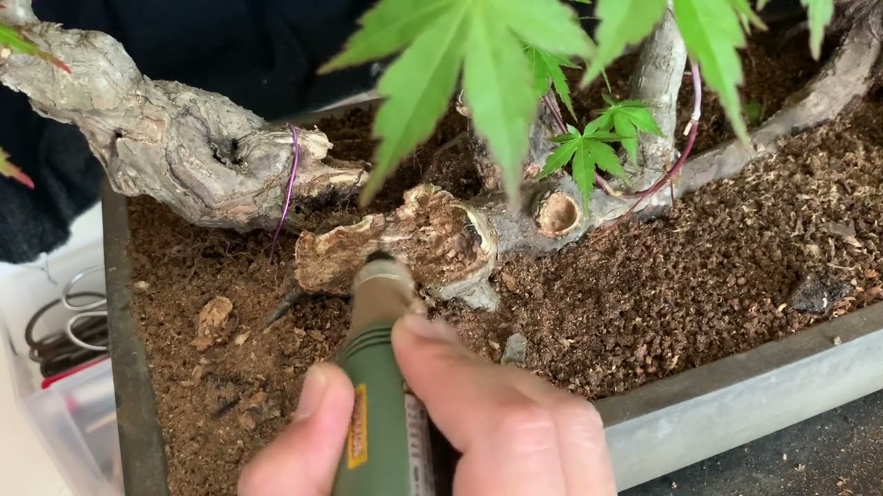 もみじウロを削る cut a hole in the trunk