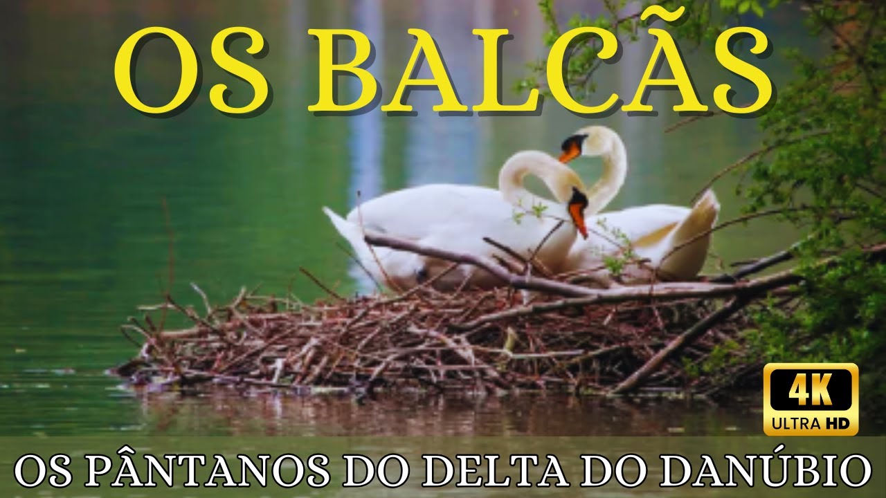 Balc&atilde;s Selvagens: A Luta pela Sobreviv&ecirc;ncia nos P&acirc;ntanos