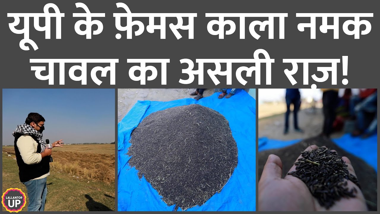 इस जबराट महक वाले काला नमक चावल का भगवान बुद्ध से क्या कनेक्शन है?