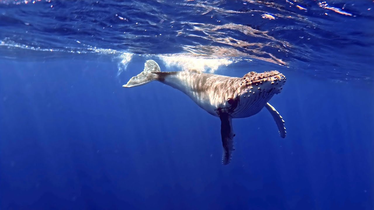 Humpback Whales Swimming with Blue Lagoon Resort Vava'u in Tonga - August 2025