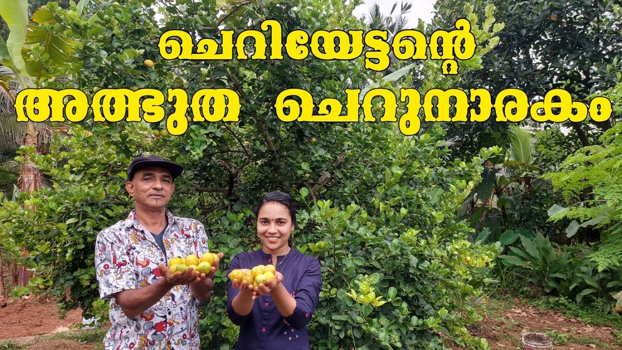 365 ദിവസവും ചെറുനാരങ്ങ  തരുന്ന ചെടി //Lime tree //AJU'S WORLD