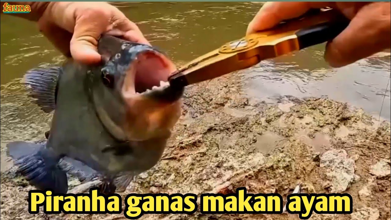 PIRANHA BUAS BEREBUT MENYAMBAR MANGSA