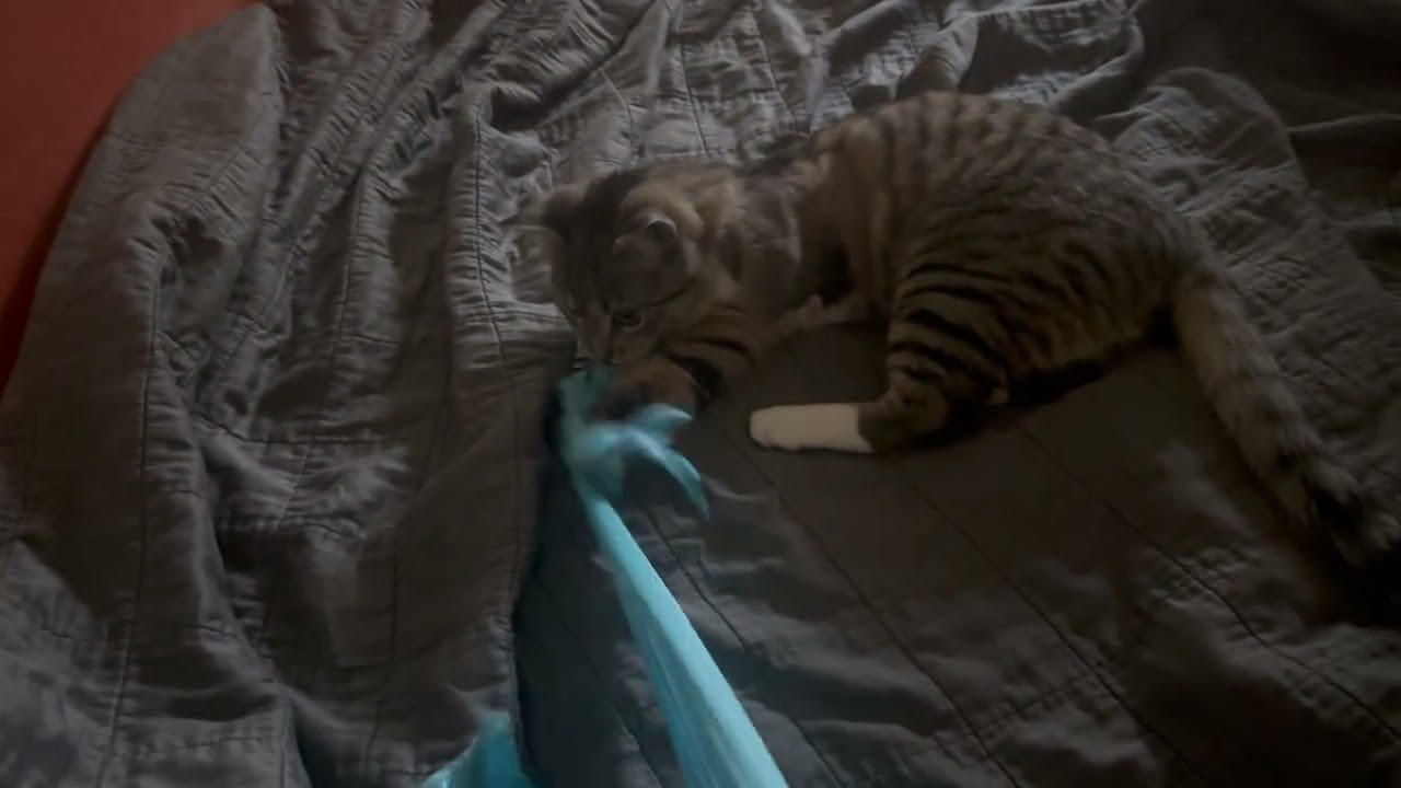 The lion's appetite cannot be quenched