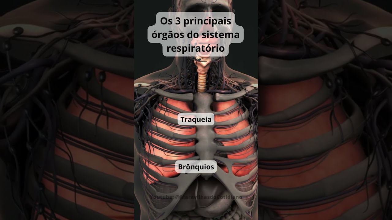 Os principais &oacute;rg&atilde;os do sistema respirat&oacute;rio