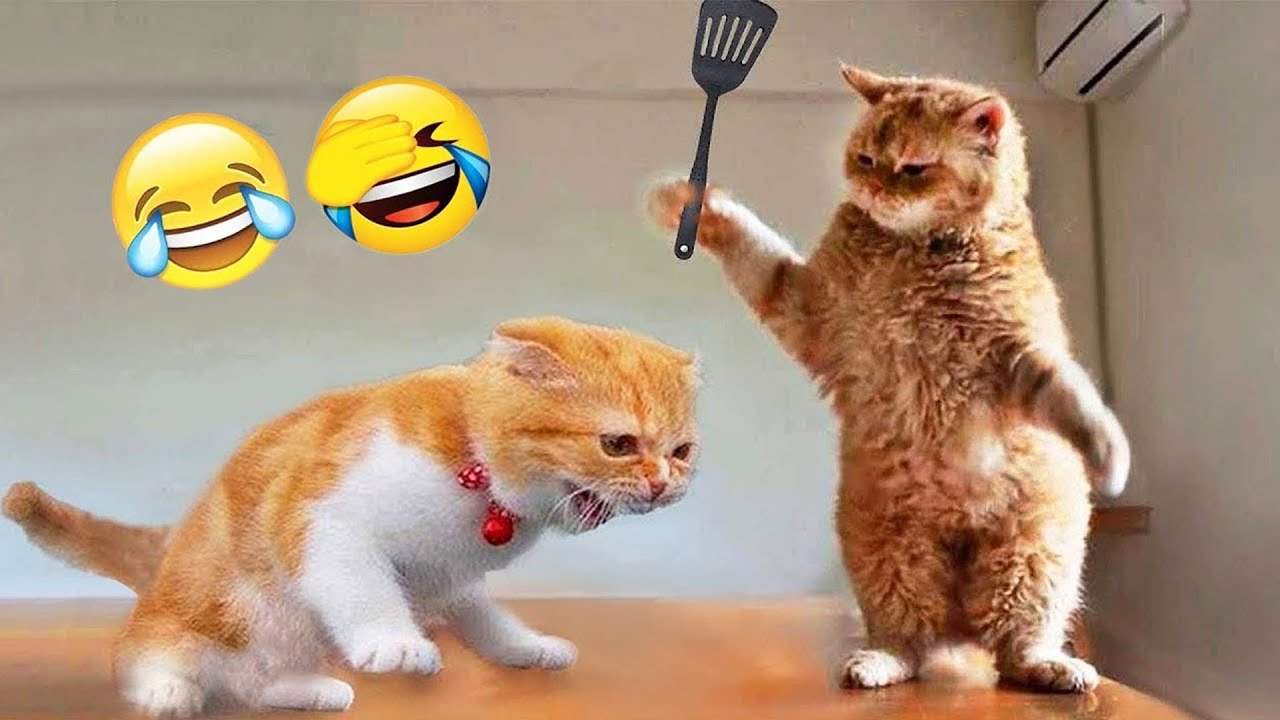 Try Not To Laugh 😅 Best Funny Cats and Dogs Videos 2026 😸🐶 Part 5