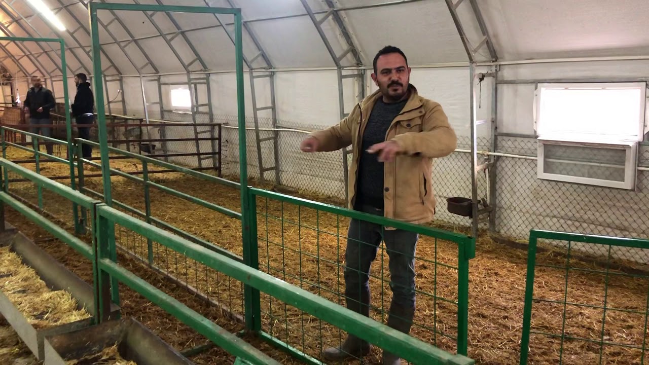 Harun Özcan-Ömer Keskin İşletmesi damızlık küçük baş İşletmesi için portatif aşı yolu ve padolar